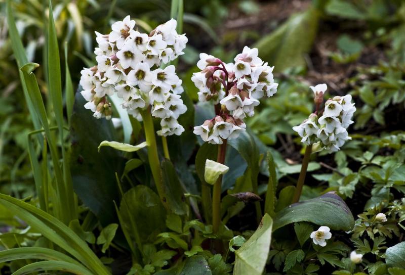 BERGENIA cordifolia Snowtime (1539)